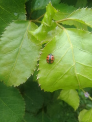 Cheilomenes sexmaculata