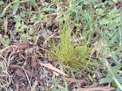 Isolepis