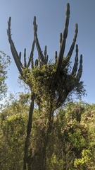 Cereus hildmannianus