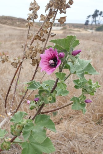 Tree Mallow