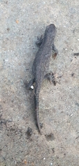 Ichthyosaura alpestris alpestris