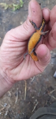 Ichthyosaura alpestris alpestris