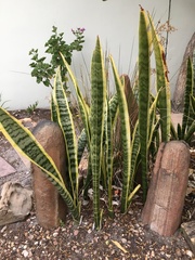 Sansevieria