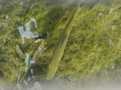 Salmo marmoratus