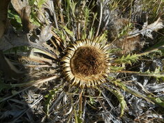 Carlina acanthifolia acanthifolia