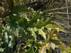 Carlina acanthifolia acanthifolia