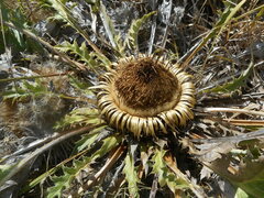 Carlina acanthifolia acanthifolia