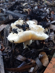 Amanita ocreata