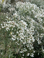 Baccharis angustifolia