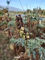 Melianthus major