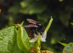 Xylocopa augusti