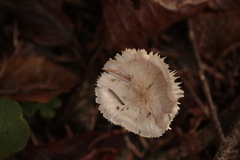 Mycetinis scorodonius