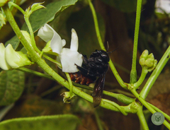 Xylocopa augusti