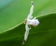 Trichopagis