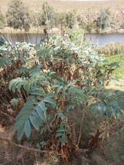 Melianthus major