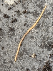 Haplophilus subterraneus