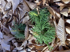 Lycopodiales