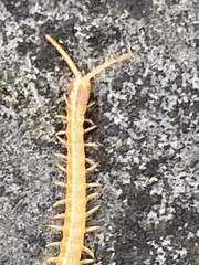 Haplophilus subterraneus