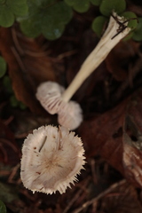 Mycetinis scorodonius