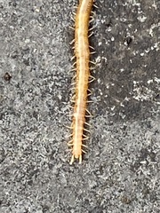 Haplophilus subterraneus