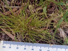 Isolepis