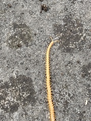 Haplophilus subterraneus