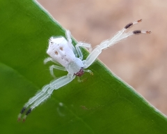 Trichopagis