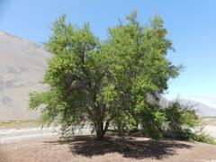Prosopis tamarugo