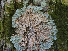 Crespoa crozalsiana