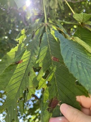 Phyllosticta sphaeropsoidea