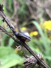 Hygromia cinctella
