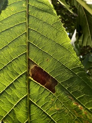 Phyllosticta sphaeropsoidea