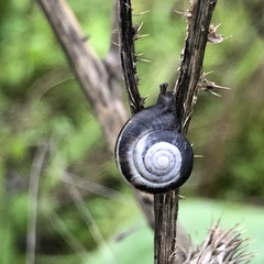 Hygromia cinctella