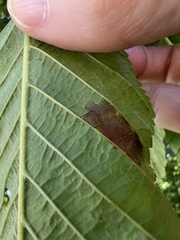 Phyllosticta sphaeropsoidea