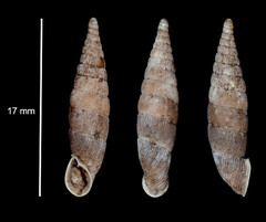 Laciniaria plicata