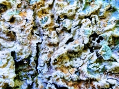 Crespoa crozalsiana