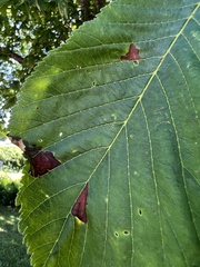 Phyllosticta sphaeropsoidea