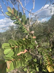 Lyonia fruticosa