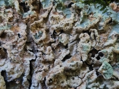 Crespoa crozalsiana