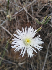 Drosanthemum calycinum