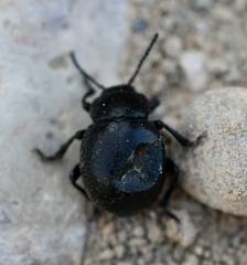 Timarcha goettingensis