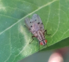Insecta