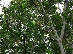 Anthocleista grandiflora