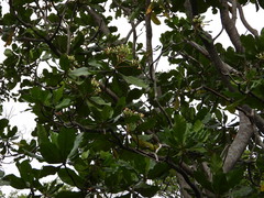 Anthocleista grandiflora