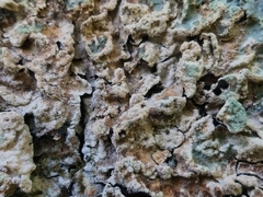 Crespoa crozalsiana