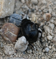 Timarcha goettingensis
