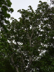 Anthocleista grandiflora