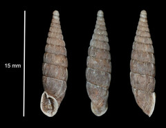 Laciniaria plicata