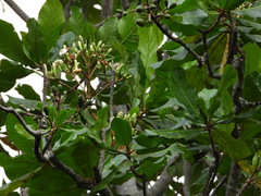 Anthocleista grandiflora