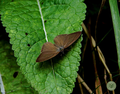 Cissia phronius